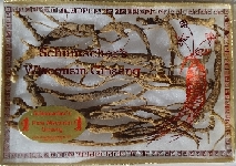 1 Ounce Gift Box of Long/Small Wild Ginseng Roots