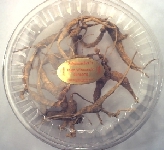 1 Ounce Container of Large Wild Ginseng Roots