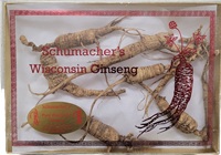 1 Ounce Gift Box of Large Wild Ginseng Roots