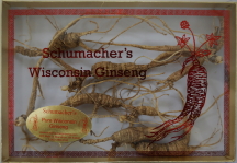 1 Ounce Gift Box of Large/Medium Wild Ginseng Roots (7 to 8 Roots Per Ounce)